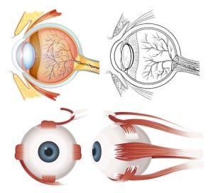 anatomie oog