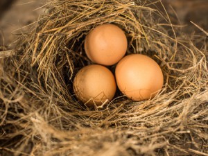 nest met eieren