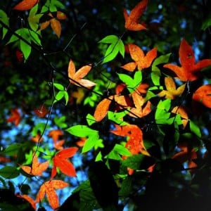 gekleurde bladeren zien na genezing van staar