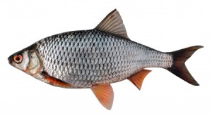 voedingsprincipe vis