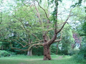 De magie zien - boom