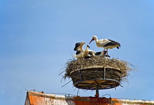 samen op het nest