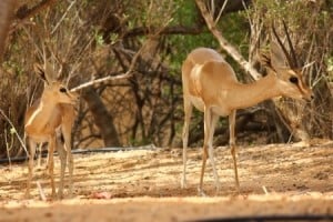 gazelle trilt op zijn benen